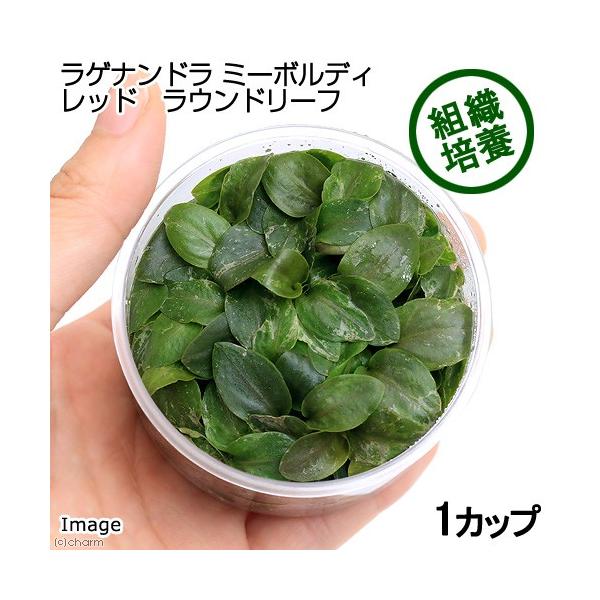 ijgD|{@Qih@~[{fB@bh@Eh[tiC{CXjiPJbvj@kCEBq֗vۉ