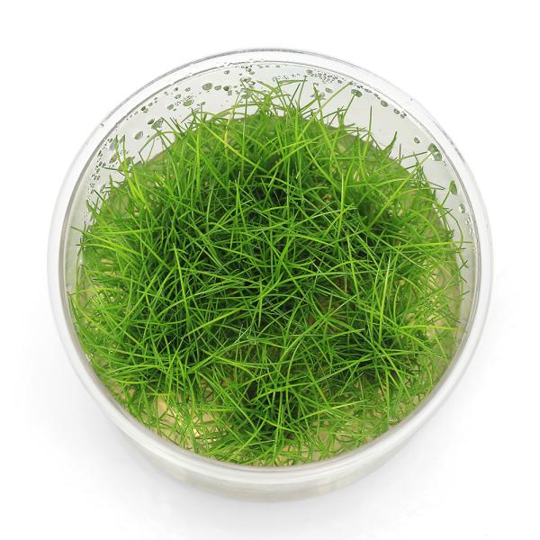 PF_SPQ　_aqua　熱帯魚　前景草　200802　売れ筋水草　水草　草原のような　all_plants　水中葉の活きの良さが違う　組織培養　カップ　ヘアーグラスショート　ヘアーグラス　ショート　ヘアショー　ヘアグラスミニ　メリクロン　...