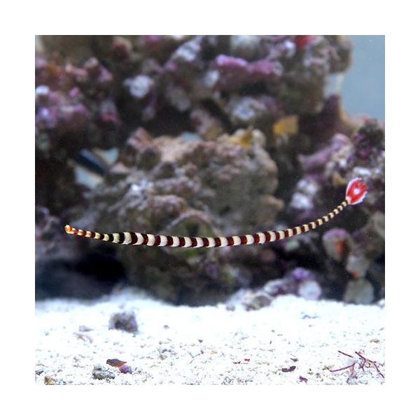 ◎　marinefishzukan　ヨウジウオの仲間　海水　海水生体　海水魚　vlen2015_kaisui　vlen2016_kaisui　doryhamphus　dactyliophorus　u3l7N0T_kisi　260093　ka...