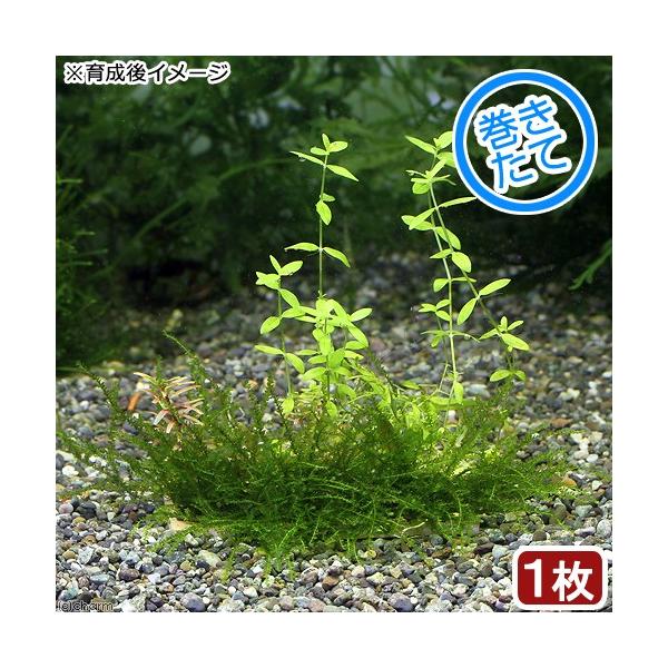 ijā@̒뉀@v[gi_jiPj