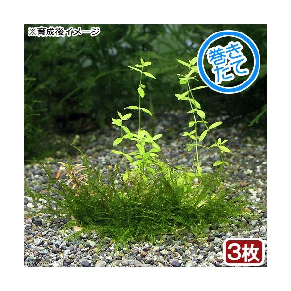 ijā@̒뉀@v[gi_jiRj