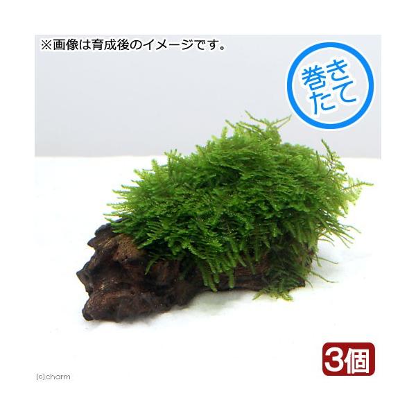 ijā@XDpP[^XG}X@uO[^Cv@؂rTCYitji_jiRj