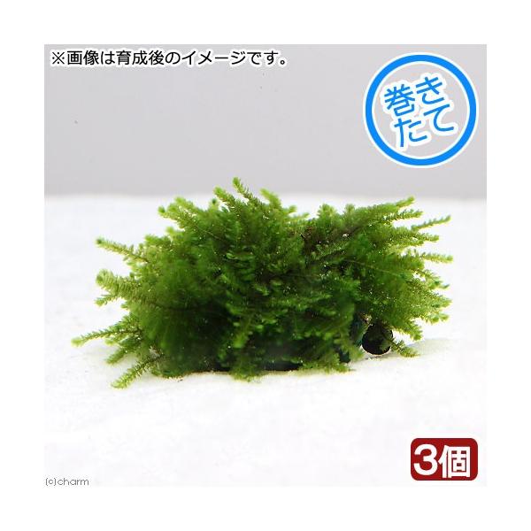 ijā@XDpP[^XG}X@uO[^Cv@{[itji_jiRj