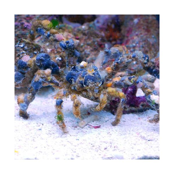 ◎　kaisui70　海水　海水生体　エビ・カニ他　m_crab　mrnp5bai130914　_kaisui　_aqua　crab_anemosp0627　riaeaa　4hsoas1　autumn141025　a_kisi　QVjzZm...