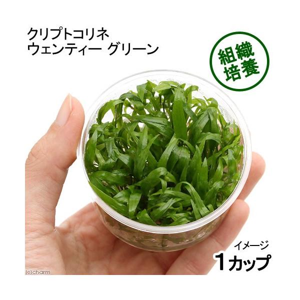 ijgD|{@NvgRl@EFeB[@O[i_jiPJbvj@kCEBq֗vۉ