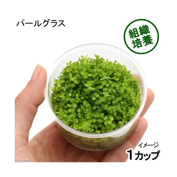 PF_SPQ　sfset　_aqua　熱帯魚　水草　中景草　横に広がる　u3l7N0T_wpp　u3l7N0T_add　組織培養　パールグラス　無菌　wp_soshiki　カップ　20170121　mericlone_plants　Ｈｅｍｉ...