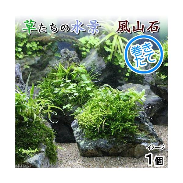 ijā@̐i@R΁i_jiPj