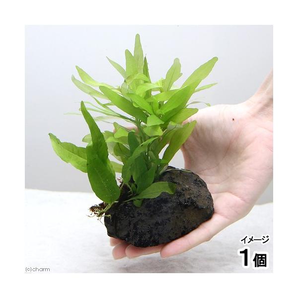 ijuȒP@nCOtB@|Xy}itj~N\E@nΕtiPj