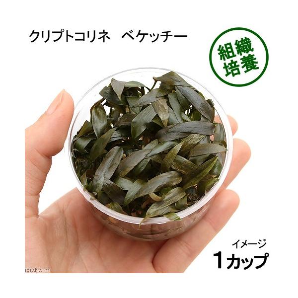 ijgD|{@NvgRl@xPb`[i_jiPJbvj@kCEBq֗vۉ