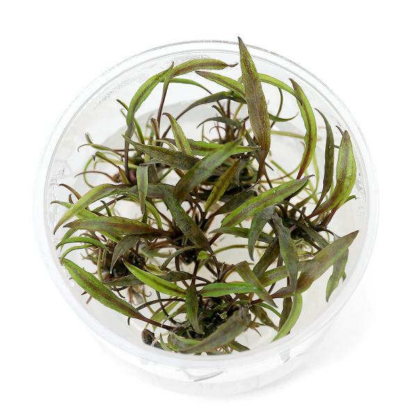 ijgD|{@NvgRl@k[[i_jiPJbvj@kCEBq֗vۉ