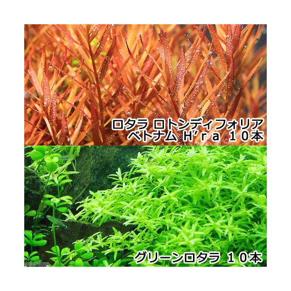 Rotala_green　Rotala_dyforiacoro　熱帯魚　水草　中景草　横に広がる　初心者　ビギナー　グリーンロタラ　Rotala　sp.“green"　ミソハギ科　Lythraceae　キカシグサ属　ロタラ　ロトンディフォリ...