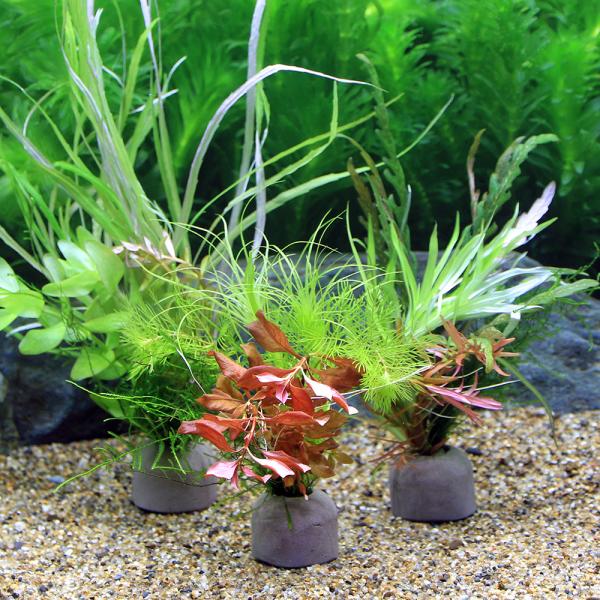 水草 ウィローモスの人気商品 通販 価格比較 価格 Com