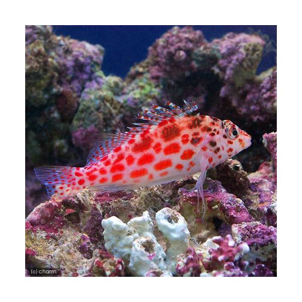 （海水魚）ヒメゴンベ（１匹）