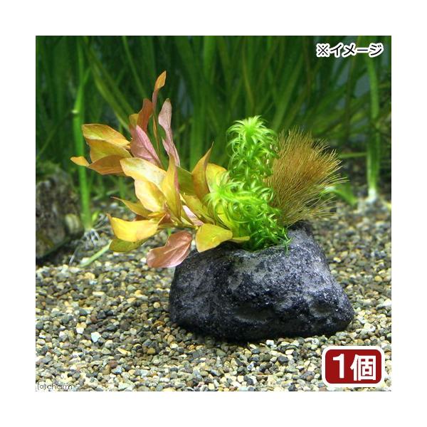 ijuȒP@񂹐A~bNX@nΕtitji_jiPj