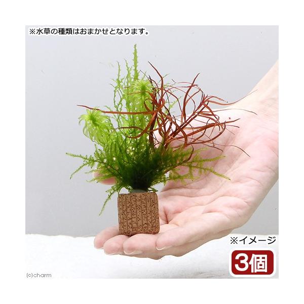 ijCt}`ijEB[XƊ񂹐A~bNXitji_jiRj