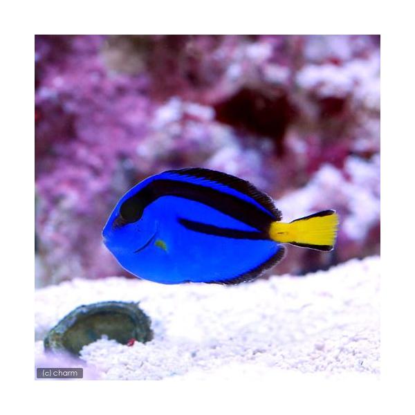 _aqua　◎　ハギ・ニザダイ　海水　海水生体　海水魚　ナンヨウハギ　m_surgeonfish　ニザダイ　ma_sdfjkl0607　vlen2014_kaisui　sri01_fish16　Ｐａｒａｃａｎｔｈｕｒｕｓ　ｈｅｐａｔｕｓ　p...