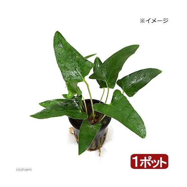 ijAkrAX@OLXigsJ|bgji_jiP|bgj