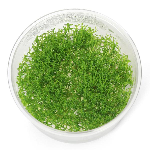 PF_SPQ　水草　中景草　後景草　組織培養　カップ　アカネ科　Ｒｕｂｉａｃｅａｅ　Ｈｅｄｙｏｔｉｓ　ｓａｌｚｍａｎｎｉ　バコパ　サンタレン　フラジャイルプラント　YT　20240702　2024kouki　y24m06　wplanteve...