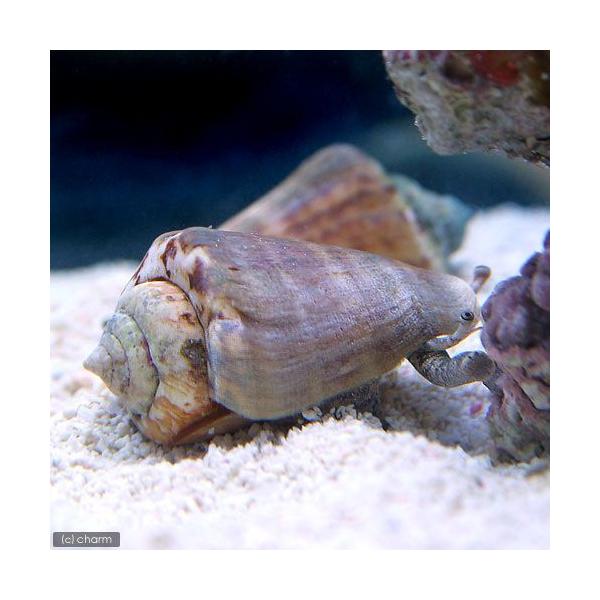 ◎　kaisui75　_aqua　海水　海水生体　貝　チャンバラガイ　マガキ貝　magaki_top_bur　マガキガイ　sand_diver_ma　LRhouselist　kaisui73　kaijyo　Invertebratezukan...