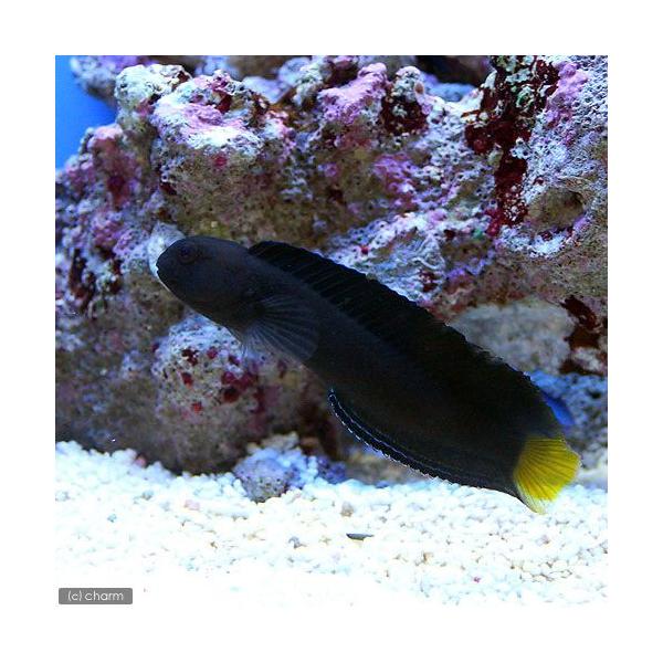 ◎　kaisui73　marinefishzukan　カエルウオ・ブレニー　ギンポ　海水　海水生体　海水魚　m_blenny　カエルウオ　フタイロカエルウオＳＰ．　mrnp5bai130914　kaijyo　kisitop1_190904