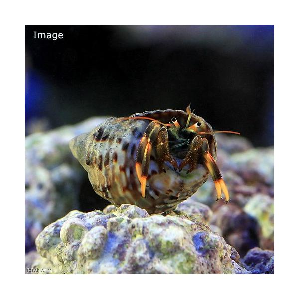 ◎　kaisui73　_aqua　m_hermit　海水　海水生体　エビ・カニ他　ヤドカリ　マダラヨコバサミ　無脊椎ＩＤ　P0h9n_Jc2VeO　koketori_yadokari　s31Irb6_kisi　s31b_8nG3uB　yad...