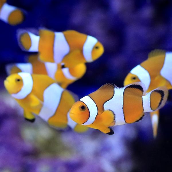 Amphiprionocellaris_kk　◎　kaisui73　m_kumanomi　ma_kakurekuma　marinefishzukan　カクレクマノミ　海水　海水生体　海水魚　kumanomi