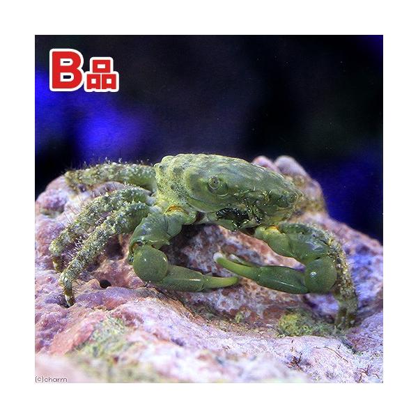 ◎　kaisui73　おまかせB品kitem　海水　海水生体　エビ・カニ他　m_crab　エメラルドグリーンクラブ　_kaisui　_aqua　sri01_fish16　xmaskaisui2014　海水生体festenrivkais　po...