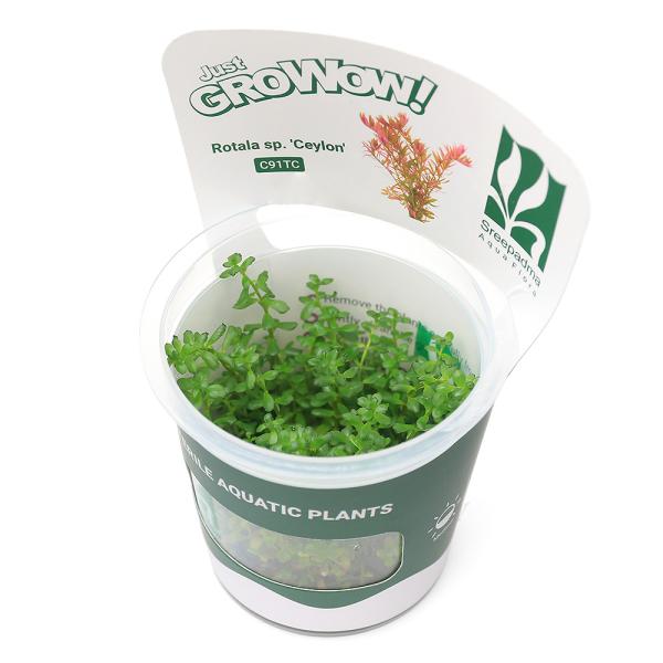 PF_SPQ　Rotala_dyforiab　_aqua　熱帯魚　Ｒｏｔａｌａ　組織培養　赤い　all_plants　水草赤い　wp_kywrd　saki27to09　wp_soshiki　セイロン　セイロンロタラ　ミニ　ミソハギ科　Ｌｙｔ...