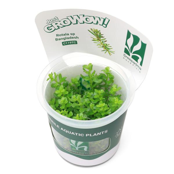 PF_SPQ　Rotala_dyforiab　_aqua　熱帯魚　Ｒｏｔａｌａ　組織培養　赤い　all_plants　水草赤い　wp_kywrd　saki27to09　wp_soshiki　ロタラ　バングラディッシュ　ミソハギ科　Ｌｙｔｈｒ...