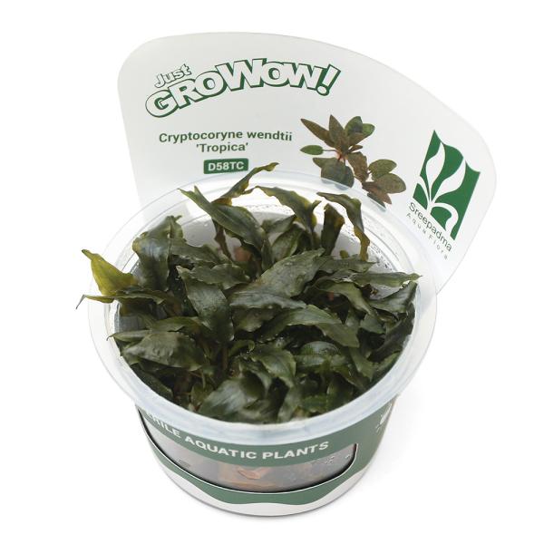 PF_SPQ　_aqua　熱帯魚　水草　前景草　Ｃｒｙｐｔｏｃｏｒｙｎｅ　草原のような　all_plants　水中葉の活きの良さが違う　wp_kywrd　ＡＴ　グロウワウ　グロウワオ　組織培養　カップ　wp_soshiki　48ｋｋ　グロー...