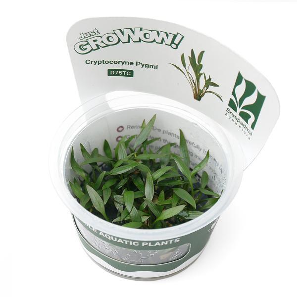 PF_SPQ　_aqua　熱帯魚　水草　前景草　Ｃｒｙｐｔｏｃｏｒｙｎｅ　草原のような　all_plants　水中葉の活きの良さが違う　wp_kywrd　グロウワウ　グロウワオ　組織培養　カップ　wp_soshiki　48ｋｋ　グロー　GR...