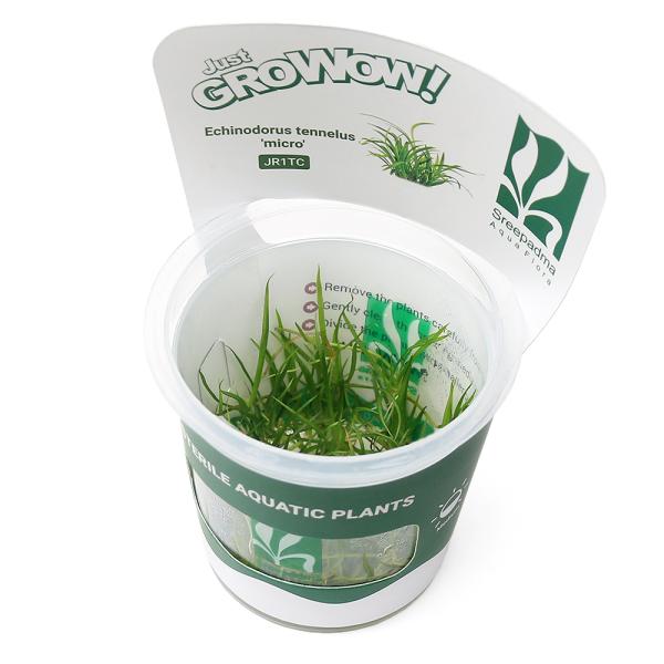 PF_SPQ　_aqua　熱帯魚　水草　前景草　草原のような　all_plants　水中葉の活きの良さが違う　wp_kywrd　ＡＴ　グロウワウ　グロウワオ　組織培養　カップ　wp_soshiki　48ｋｋ　グロー　GROW　エキノドルス　...