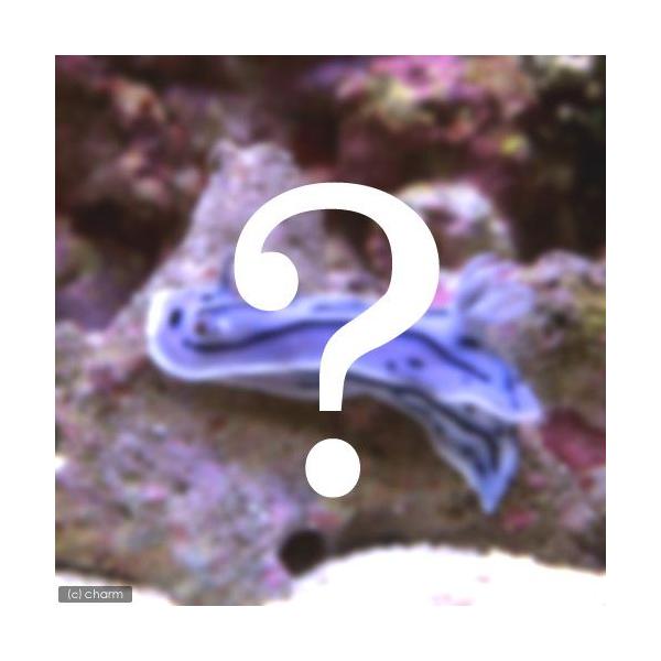 ◎　kaisui73　おまかせB品kitem　_aqua　海水　海水生体　m_slug　イシウミウシ　ドーリス　ミックス　kaijyo　pus2501leaf01