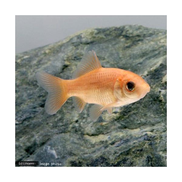 （淡水魚）ヒブナ（１匹）