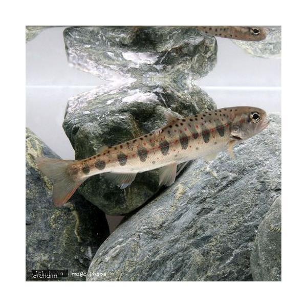 生体　熱帯魚・エビ他　日本産淡水魚　日淡　川魚　サケ・マス　Ｏｎｃｏｒｈｙｎｃｈｕｓ　ｍａｓｏｕ　ｉｓｈｉｋａｗａｅ　アマゴ　サツキマス　皐月鱒　fish_database　nittan_nittan　冷水魚　kaijyo　restock