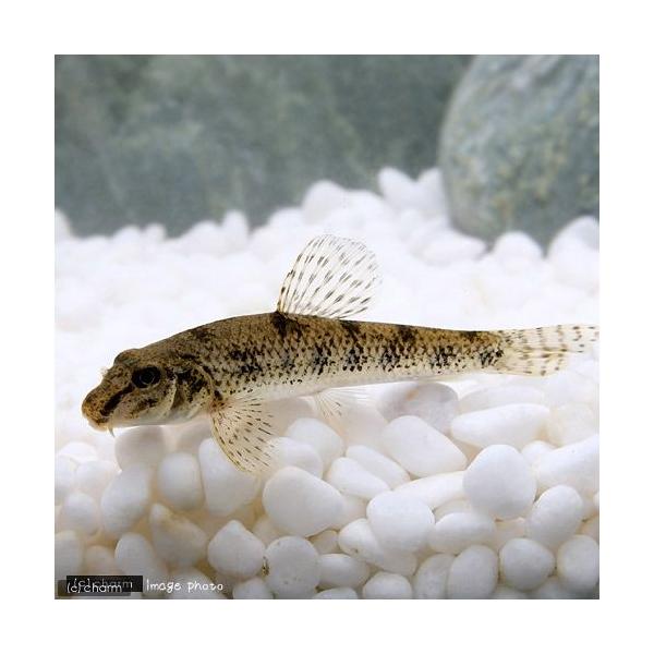 生体　_aqua　熱帯魚・エビ他　日本産淡水魚　日淡　川魚　Ａｂｂｏｔｔｉｎａ　ｒｉｖｕｌａｒｉｓ　スナモロコ　ドロモロコ　スナホリ　金魚生体　fish_database　kaijyo