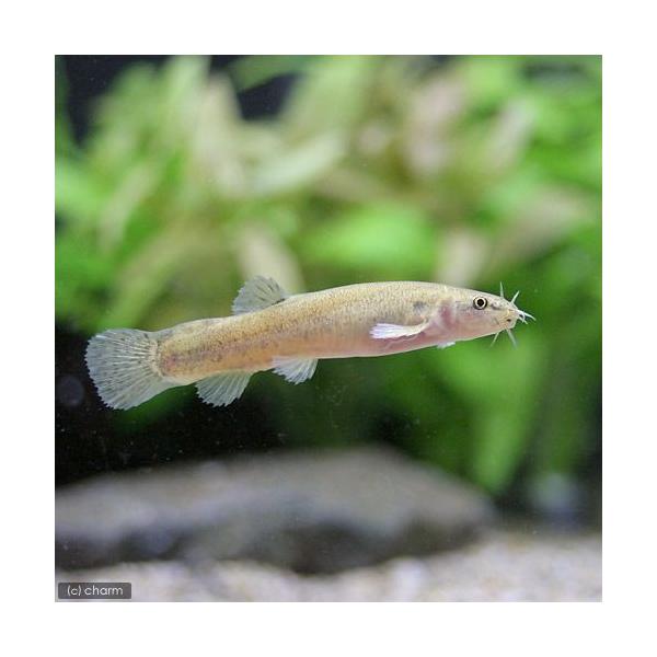 生体　_aqua　熱帯魚・エビ他　日本産淡水魚　日淡　川魚　Ｌｅｆｕａ　ｅｃｈｉｇｏｎｉａ　nittan_nittan　nittanmiryoku_dojou　G68dZWgP　xoM4j3U_mdk　xM4j_dxUOH　knisat14...