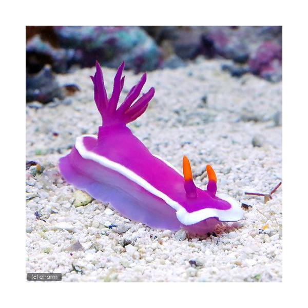 ◎　kaisui73　ウミウシ　海水　海水生体　その他　m_slug　ウミウシパープル　パープルウミウシ　パープルシースラッグ　ゾウゲイロウミウシ　20110403　ＡＨ　pagecheck_612sm　CHROMODORIS　LUBBOC...