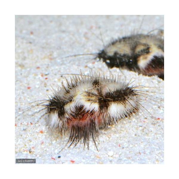 チャーム（charm） （海水魚）ウニ オニヒメブンブク Mサイズ（1匹
