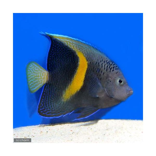（海水魚）ヤッコ 紅海産 イエローバンドエンゼル 成魚 Ｓサイズ（１匹） 北海道・九州航空便要保温