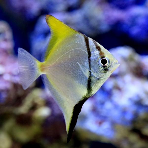 海水魚 ヒメツバメウオ ｓサイズ １匹 北海道 九州 沖縄航空便要保温 Buyee Buyee 日本の通販商品 オークションの代理入札 代理購入
