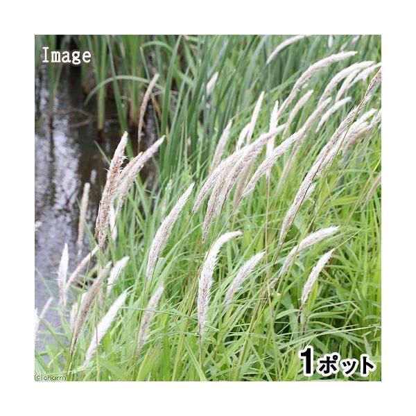 _aqua　_gardening　ビオトープ　ウォーターガーデン　水辺植物　水生植物　線形状　ガーデニング　20140731　ＹＳ　植物　植物生体　ガーデニング生体　育て方　育成方法　栽培方法　039_list　湿性植物　opa2_dele...