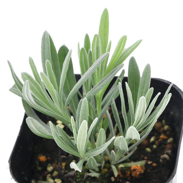 iϗtAjn[uc@x_[@oW@voX@RiP|bgj@ƒ؉