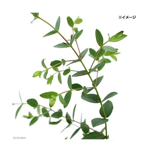 _gardening　ガーデニング　ハーブ　苗　ユーカリ　フラワーアレンジ　切花　切り花　ドライフラワー　観葉植物　シルバーリーフ　フレッシュナー　鉢植え　ポット　ガーデニング生体　090list　植木　種類　効能　パルブラ　ユーカリの木　...