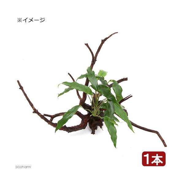 ijAkrAX@~j}@}󗬖ؕt@lTCYiP{jiQO`j