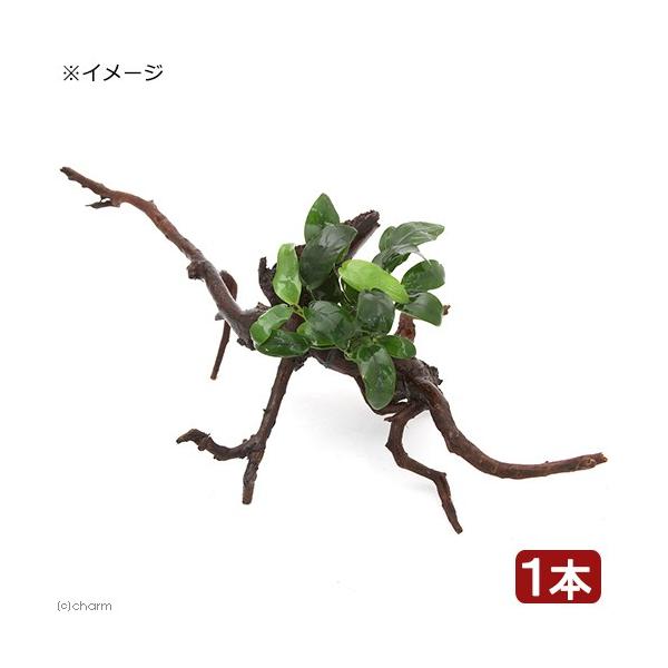 ijAkrAXii@{TCiC{CXj}󗬖ؕt@lTCYiP{jiQO`j