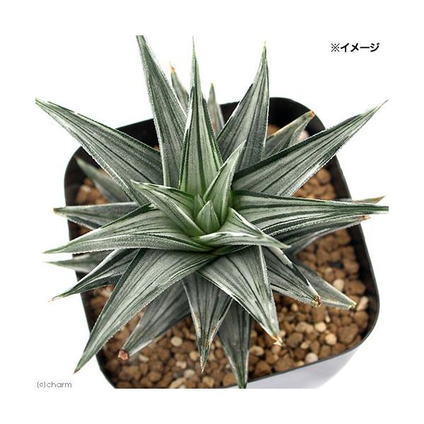 多肉植物）ハオルチア 幻の塔 2．5〜3号（1鉢） : チャーム charm
