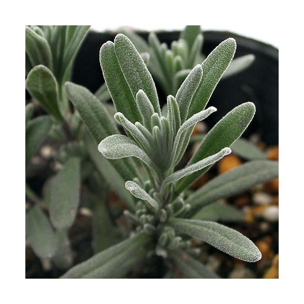 iϗtAjn[uc@x_[@CObV@qhR[gsN@RiP|bgj@ƒ؉