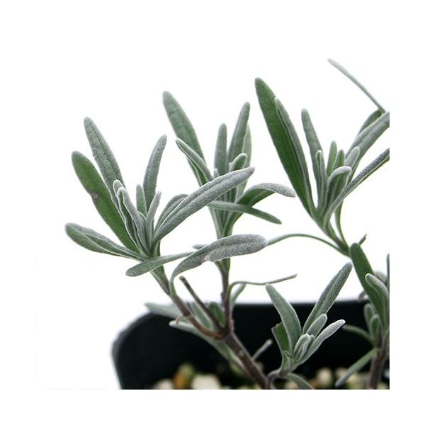 iϗtAjn[uc@x_[@CObV@{VXg@RiP|bgj@ƒ؉