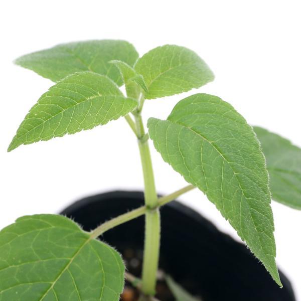 _gardening　（観葉植物）　観葉植物　ガーデニング　ハーブ　苗　herbpot_series　ベルガモット　モナルダ　育て方　育成方法　栽培方法　シソ科ヤグルマハッカ属　半耐寒性多年草　20200806　NMI　MIYA_2020　...